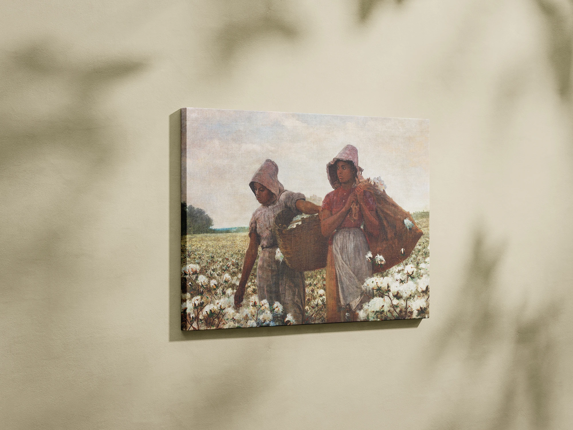 Բամբակահավաք